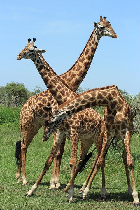 Танзанія відпочинок жирафи