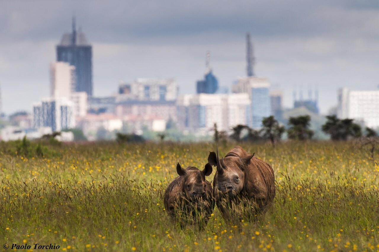 Національний парк Найробі
