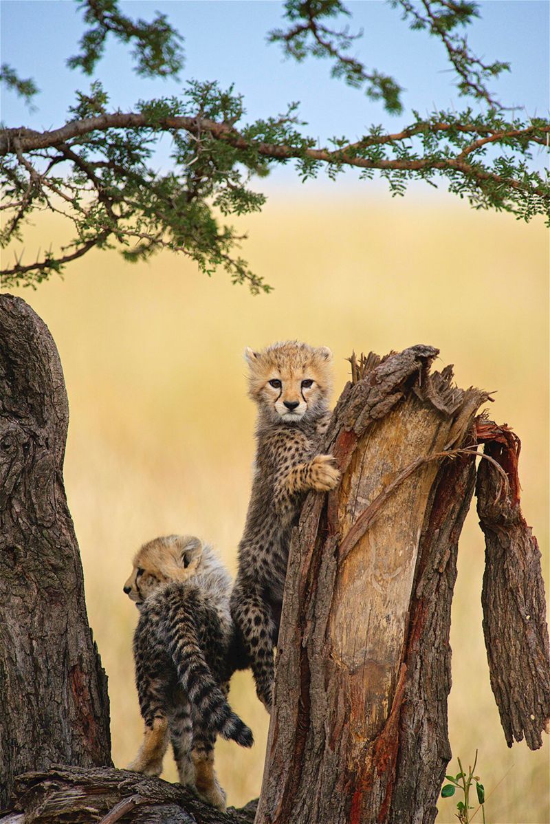 Південна Африка леопарди