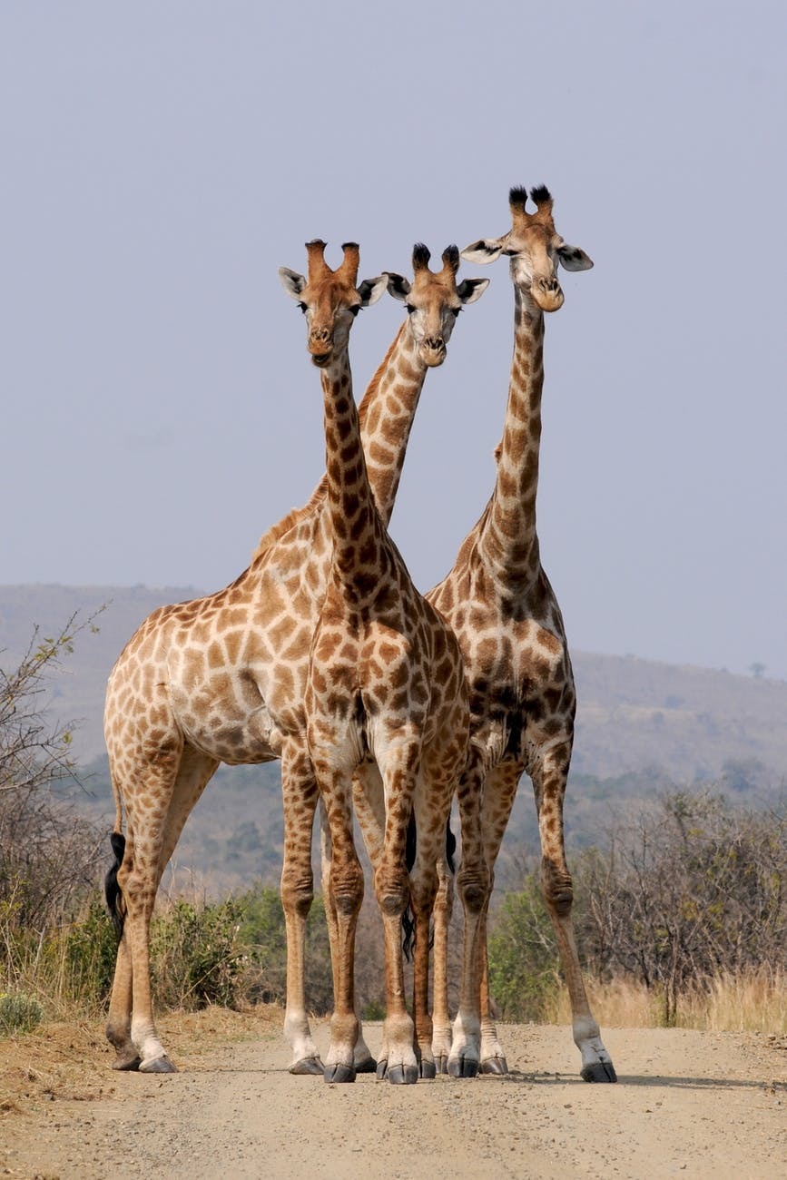 Південна Африка жирафи