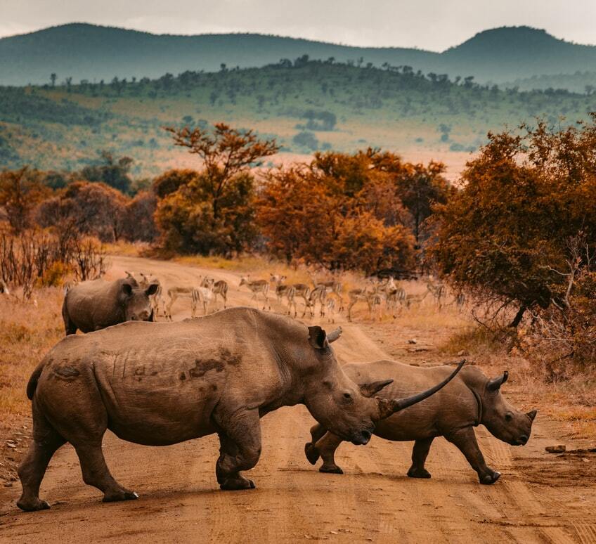 Південна Африка Носороги