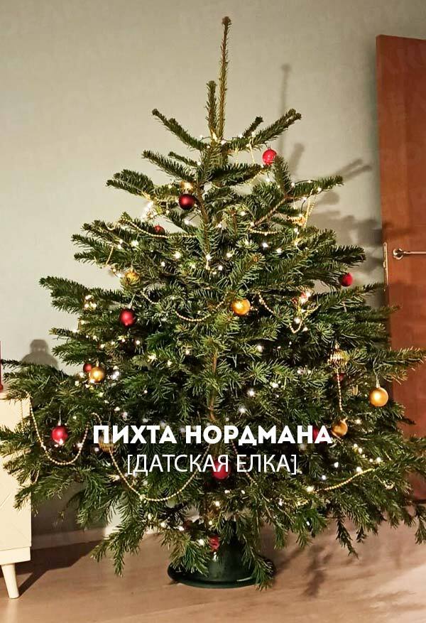 Купить живую елку в СПБ
